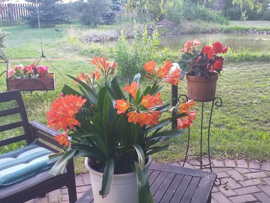 Guest House Pechersky & Sons Dreilini  Екстериор снимка